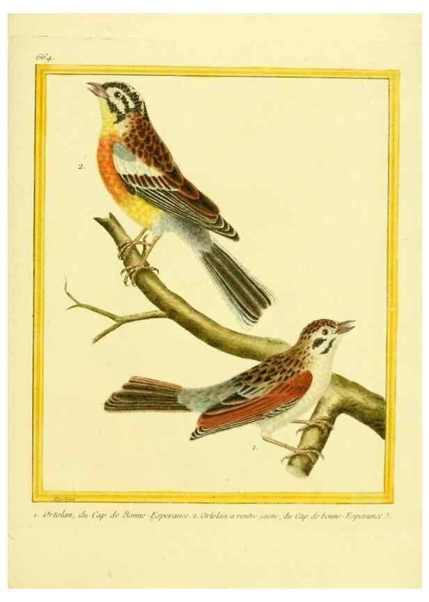 Reproducción/Reproduction 49640101241: Planches enluminées d'histoire naturelle. Paris? :s.n.,1765-1783?. 