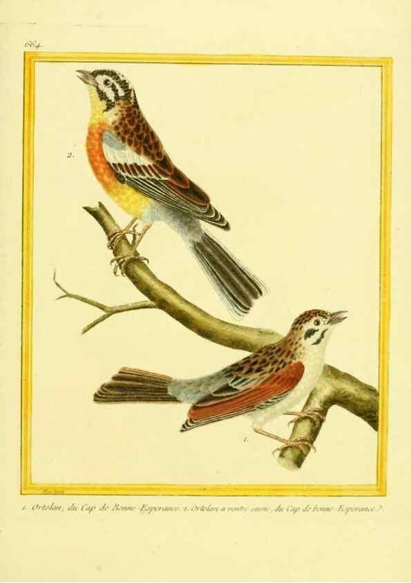 Reproducción/Reproduction 49640101241: Planches enluminées d'histoire naturelle. Paris? :s.n.,1765-1783?. 