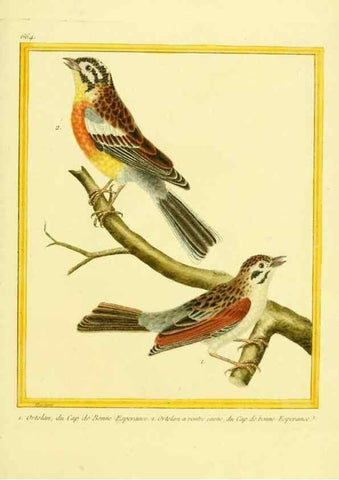 Reproducción/Reproduction 49640101241: Planches enluminées d'histoire naturelle. Paris? :s.n.,1765-1783?. 