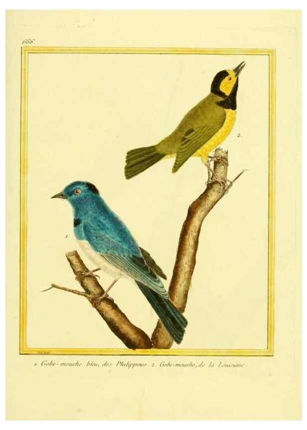 Reproducción/Reproduction 49640374687: Planches enluminées d'histoire naturelle. Paris? :s.n.,1765-1783?. 
