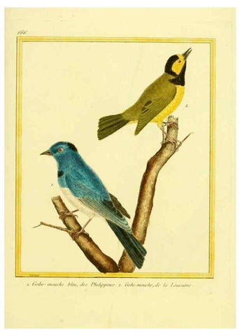 Reproducción/Reproduction 49640374687: Planches enluminées d'histoire naturelle. Paris? :s.n.,1765-1783?. 