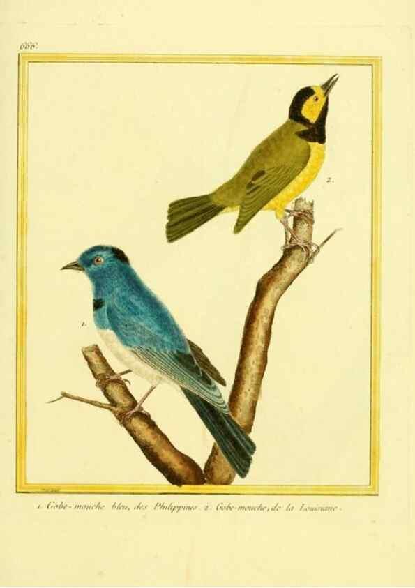 Reproducción/Reproduction 49640374687: Planches enluminées d'histoire naturelle. Paris? :s.n.,1765-1783?. 