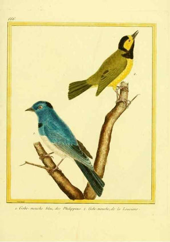 Reproducción/Reproduction 49640374687: Planches enluminées d'histoire naturelle. Paris? :s.n.,1765-1783?. 