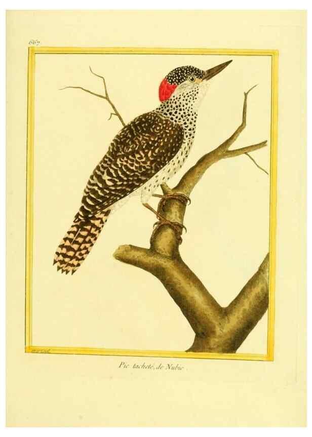 Reproducción/Reproduction 49640102056: Planches enluminées d'histoire naturelle. Paris? :s.n.,1765-1783?. 