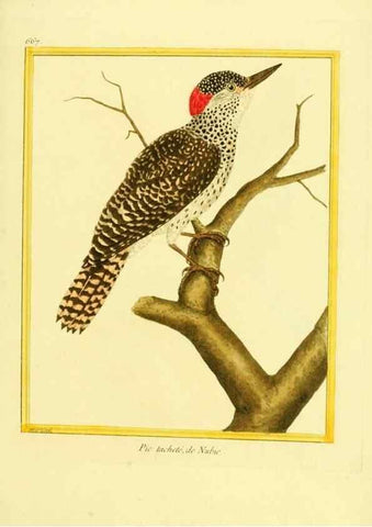 Reproducción/Reproduction 49640102056: Planches enluminées d'histoire naturelle. Paris? :s.n.,1765-1783?. 