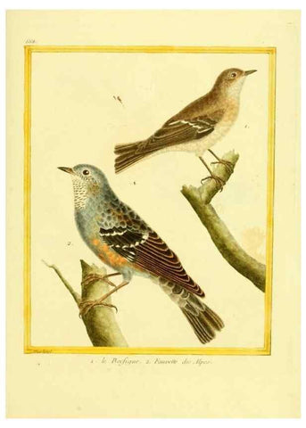 Reproducción/Reproduction 49639578508: Planches enluminées d'histoire naturelle. Paris? :s.n.,1765-1783?. 
