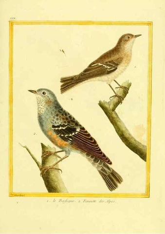 Reproducción/Reproduction 49639578508: Planches enluminées d'histoire naturelle. Paris? :s.n.,1765-1783?. 
