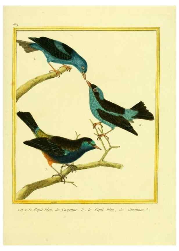 Reproducción/Reproduction 49640375427: Planches enluminées d'histoire naturelle. Paris? :s.n.,1765-1783?. 