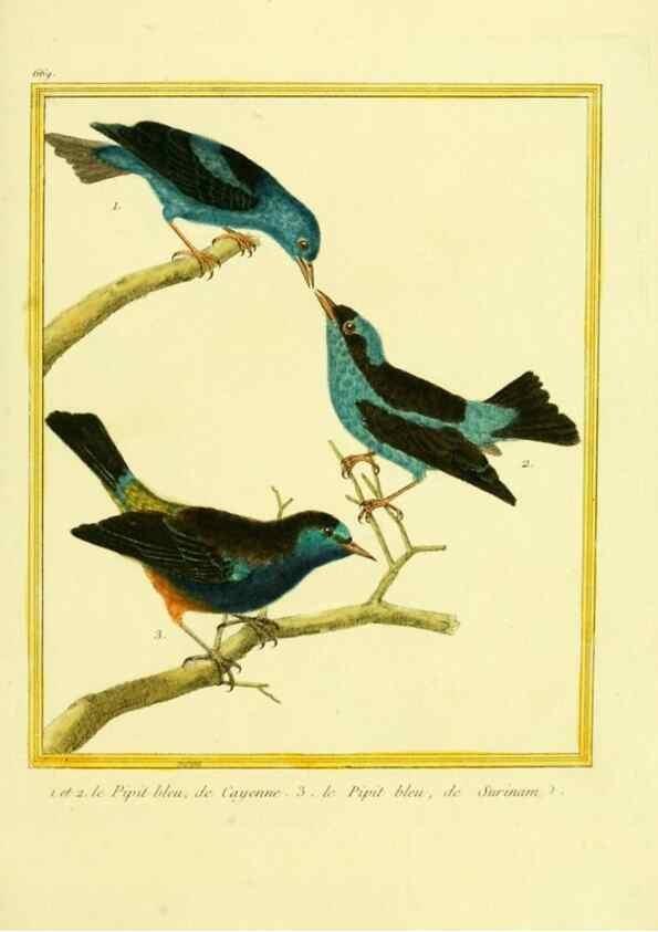 Reproducción/Reproduction 49640375427: Planches enluminées d'histoire naturelle. Paris? :s.n.,1765-1783?. 