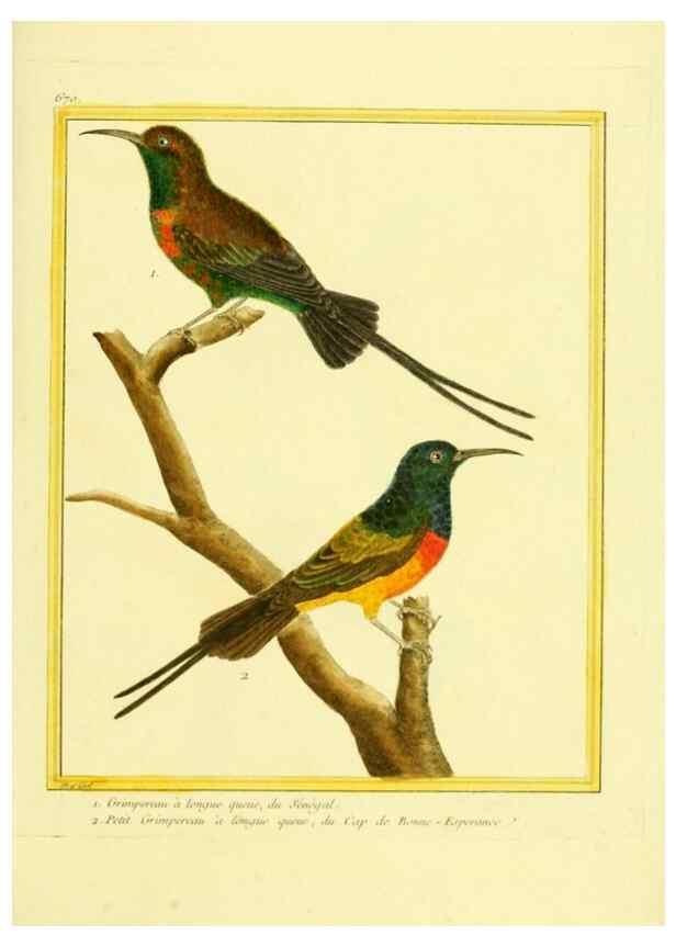 Reproducción/Reproduction 49640375767: Planches enluminées d'histoire naturelle. Paris? :s.n.,1765-1783?. 