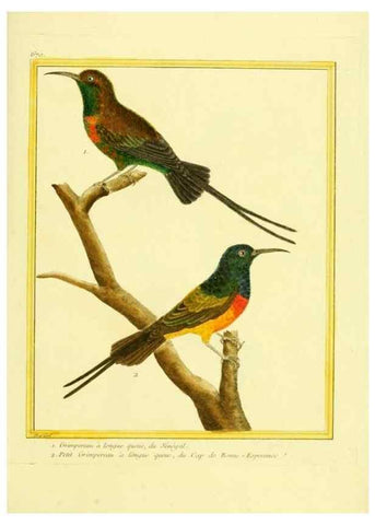 Reproducción/Reproduction 49640375767: Planches enluminées d'histoire naturelle. Paris? :s.n.,1765-1783?. 