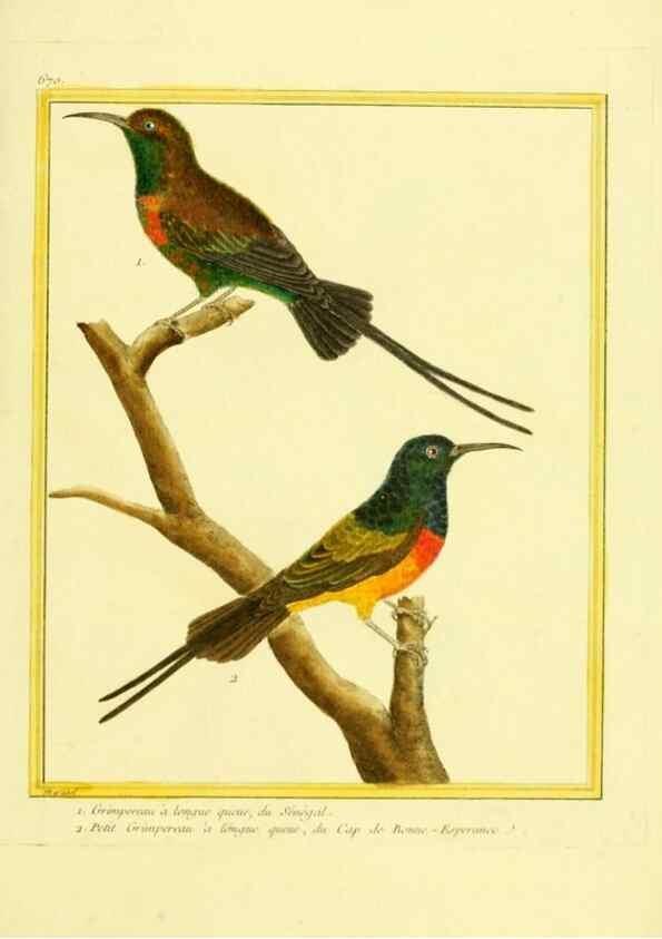 Reproducción/Reproduction 49640375767: Planches enluminées d'histoire naturelle. Paris? :s.n.,1765-1783?. 