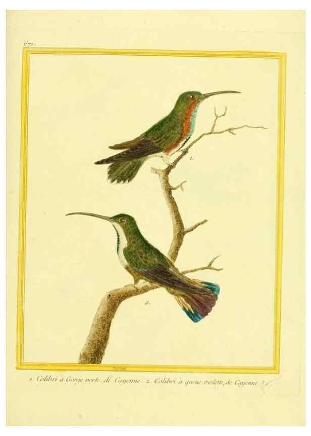 Reproducción/Reproduction 49640376067: Planches enluminées d'histoire naturelle. Paris? :s.n.,1765-1783?. 