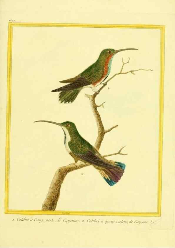 Reproducción/Reproduction 49640376067: Planches enluminées d'histoire naturelle. Paris? :s.n.,1765-1783?. 