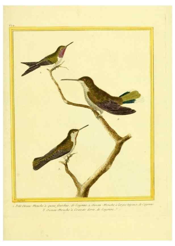 Reproducción/Reproduction 49640376312: Planches enluminées d'histoire naturelle. Paris? :s.n.,1765-1783?. 
