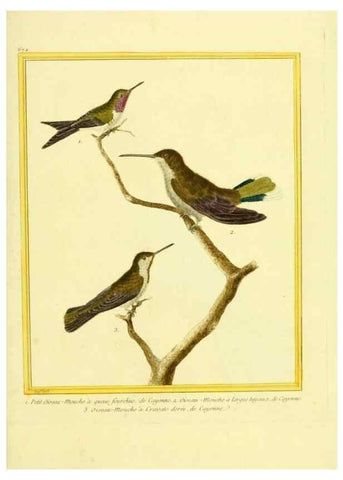 Reproducción/Reproduction 49640376312: Planches enluminées d'histoire naturelle. Paris? :s.n.,1765-1783?. 