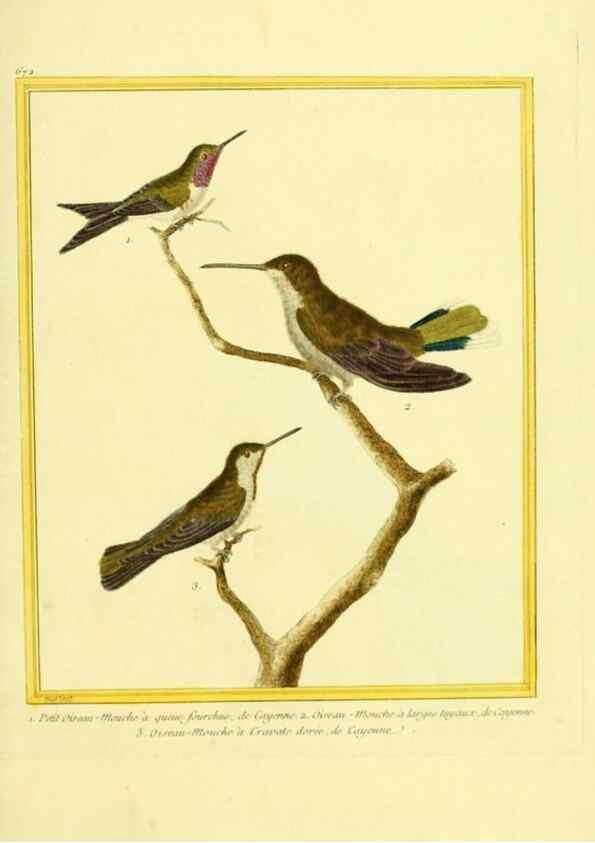 Reproducción/Reproduction 49640376312: Planches enluminées d'histoire naturelle. Paris? :s.n.,1765-1783?. 