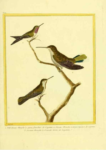 Reproducción/Reproduction 49640376312: Planches enluminées d'histoire naturelle. Paris? :s.n.,1765-1783?. 