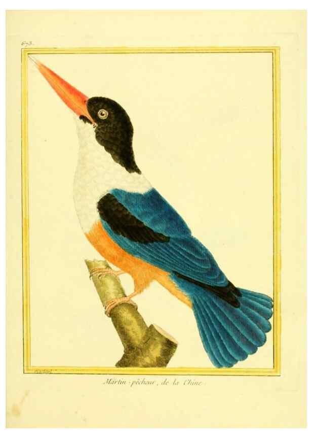 Reproducción/Reproduction 49640376542: Planches enluminées d'histoire naturelle. Paris? :s.n.,1765-1783?. 