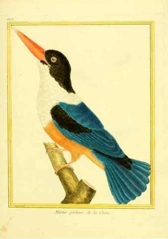 Reproducción/Reproduction 49640376542: Planches enluminées d'histoire naturelle. Paris? :s.n.,1765-1783?. 