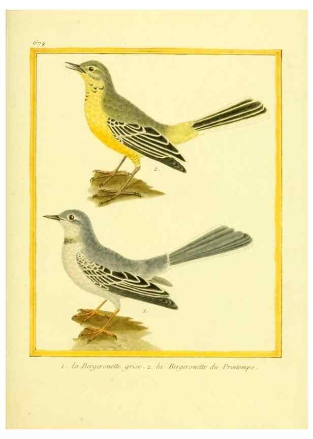 Reproducción/Reproduction 49639580048: Planches enluminées d'histoire naturelle. Paris? :s.n.,1765-1783?. 