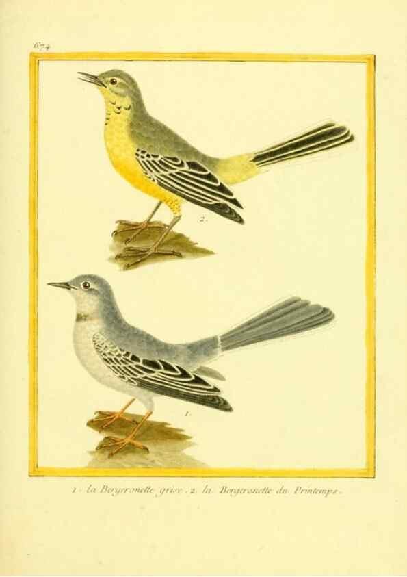 Reproducción/Reproduction 49639580048: Planches enluminées d'histoire naturelle. Paris? :s.n.,1765-1783?. 