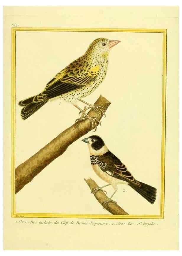 Reproducción/Reproduction 49639576298: Planches enluminées d'histoire naturelle. Paris? :s.n.,1765-1783?. 