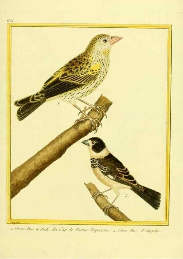 Reproducción/Reproduction 49639576298: Planches enluminées d'histoire naturelle. Paris? :s.n.,1765-1783?. 