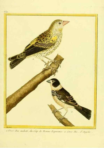 Reproducción/Reproduction 49639576298: Planches enluminées d'histoire naturelle. Paris? :s.n.,1765-1783?. 