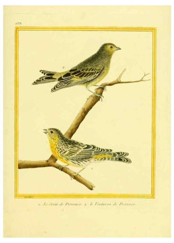 Reproducción/Reproduction 49640099691: Planches enluminées d'histoire naturelle. Paris? :s.n.,1765-1783?. 