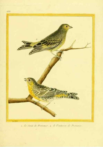 Reproducción/Reproduction 49640099691: Planches enluminées d'histoire naturelle. Paris? :s.n.,1765-1783?. 