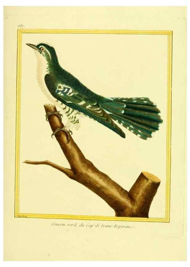 Reproducción/Reproduction 49640099491: Planches enluminées d'histoire naturelle. Paris? :s.n.,1765-1783?. 