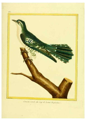 Reproducción/Reproduction 49640099491: Planches enluminées d'histoire naturelle. Paris? :s.n.,1765-1783?. 