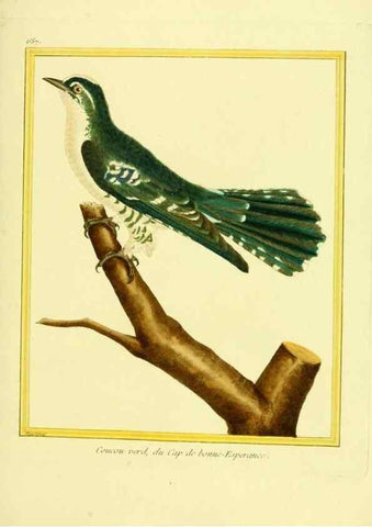 Reproducción/Reproduction 49640099491: Planches enluminées d'histoire naturelle. Paris? :s.n.,1765-1783?. 