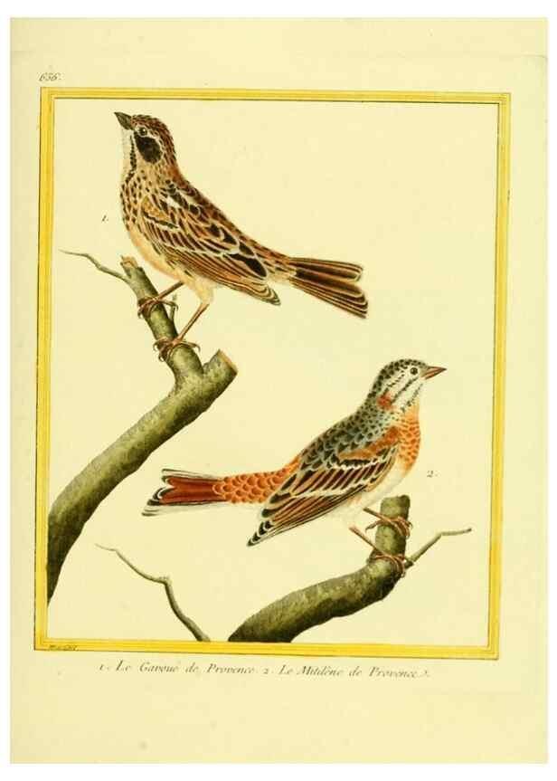 Reproducción/Reproduction 49640372097: Planches enluminées d'histoire naturelle. Paris? :s.n.,1765-1783?. 