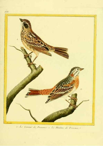 Reproducción/Reproduction 49640372097: Planches enluminées d'histoire naturelle. Paris? :s.n.,1765-1783?. 