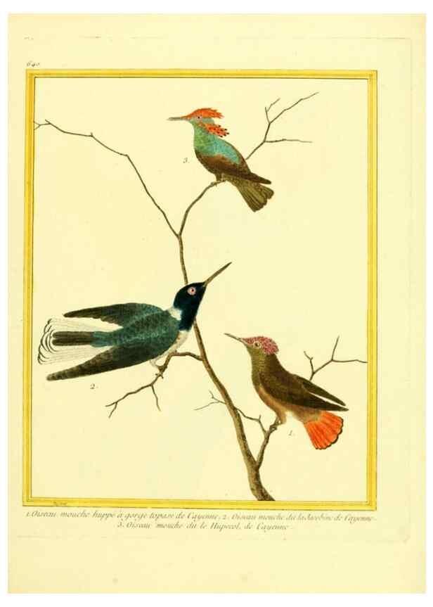 Reproducción/Reproduction 49640095471: Planches enluminées d'histoire naturelle. Paris? :s.n.,1765-1783?. 
