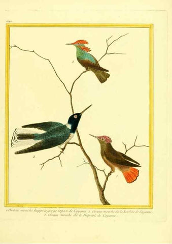 Reproducción/Reproduction 49640095471: Planches enluminées d'histoire naturelle. Paris? :s.n.,1765-1783?. 