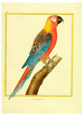 Reproducción/Reproduction 49640368597: Planches enluminées d'histoire naturelle. Paris? :s.n.,1765-1783?. 