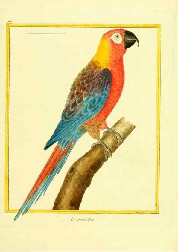 Reproducción/Reproduction 49640368597: Planches enluminées d'histoire naturelle. Paris? :s.n.,1765-1783?. 