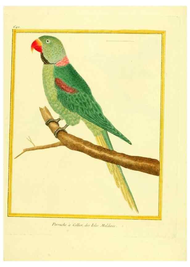 Reproducción/Reproduction 49640095916: Planches enluminées d'histoire naturelle. Paris? :s.n.,1765-1783?. 