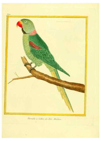 Reproducción/Reproduction 49640095916: Planches enluminées d'histoire naturelle. Paris? :s.n.,1765-1783?. 