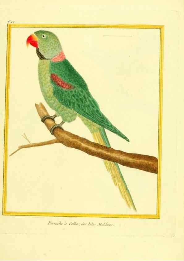 Reproducción/Reproduction 49640095916: Planches enluminées d'histoire naturelle. Paris? :s.n.,1765-1783?. 