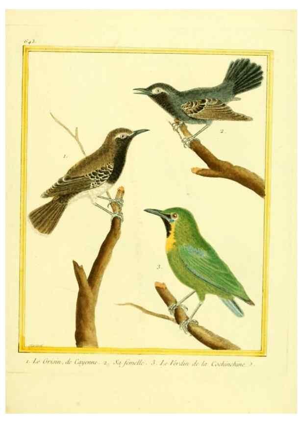 Reproducción/Reproduction 49639572478: Planches enluminées d'histoire naturelle. Paris? :s.n.,1765-1783?. 