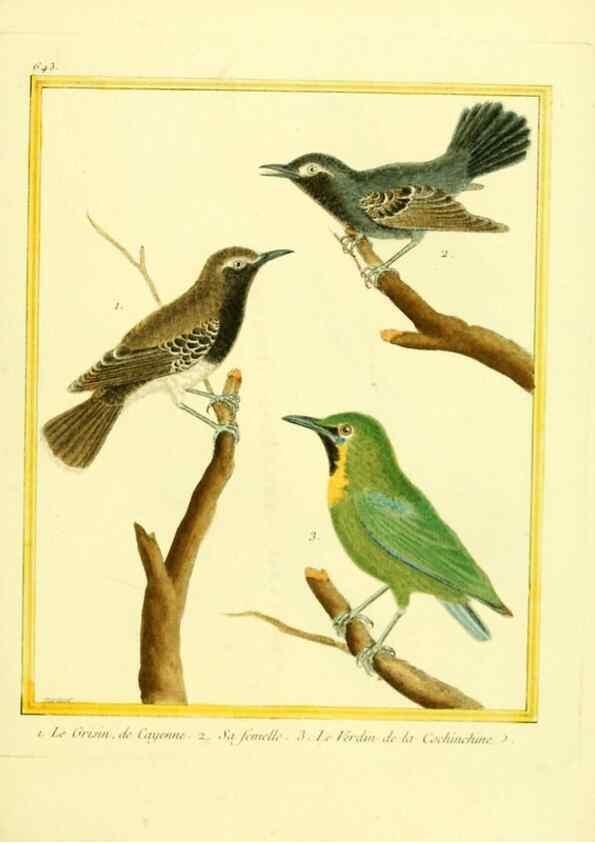 Reproducción/Reproduction 49639572478: Planches enluminées d'histoire naturelle. Paris? :s.n.,1765-1783?. 