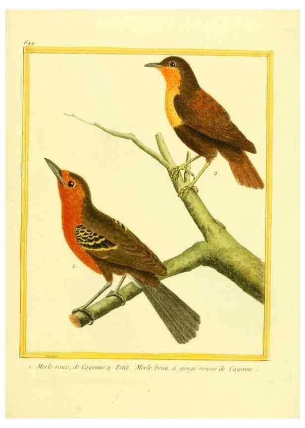 Reproducción/Reproduction 49640369317: Planches enluminées d'histoire naturelle. Paris? :s.n.,1765-1783?. 