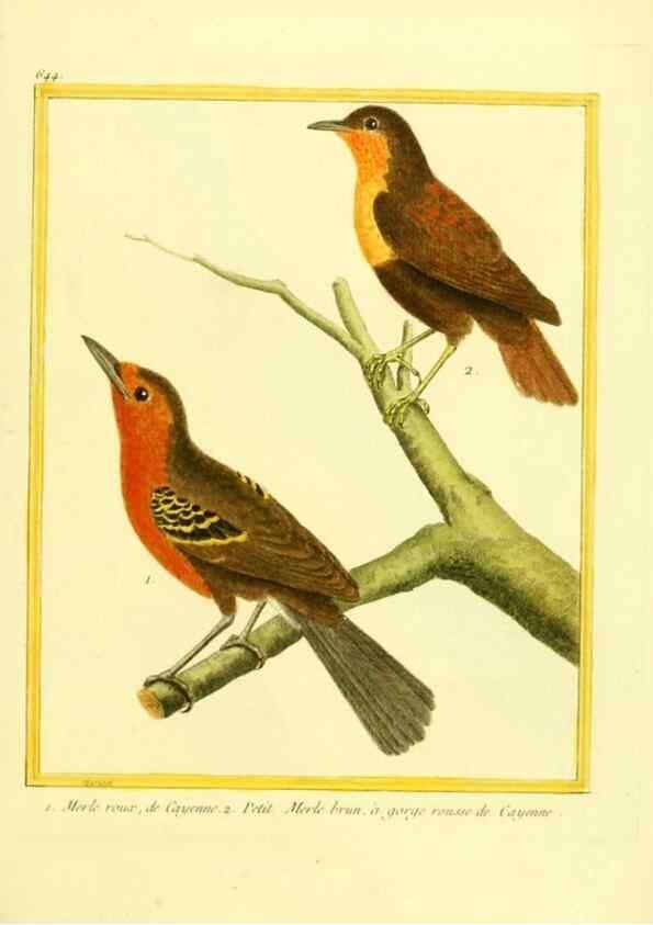 Reproducción/Reproduction 49640369317: Planches enluminées d'histoire naturelle. Paris? :s.n.,1765-1783?. 
