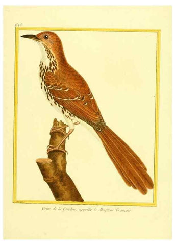 Reproducción/Reproduction 49640096626: Planches enluminées d'histoire naturelle. Paris? :s.n.,1765-1783?. 