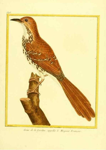 Reproducción/Reproduction 49640096626: Planches enluminées d'histoire naturelle. Paris? :s.n.,1765-1783?. 