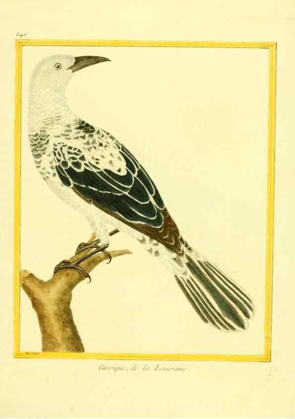Reproducción/Reproduction 49639573218: Planches enluminées d'histoire naturelle. Paris? :s.n.,1765-1783?. 